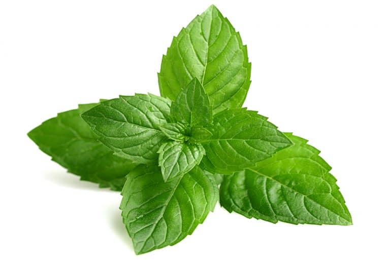 Herbs to Plant Together Factors to Consider Seeds N' Flowers