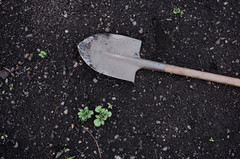 Shovel vs Spade The Differences Explained Seeds N' Flowers
