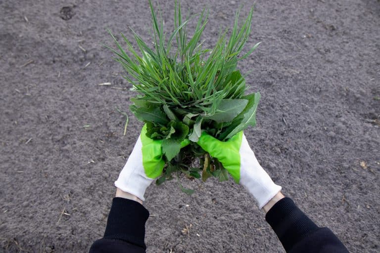 Does Diesel Kill Weeds? Efficacy Explained Seeds N' Flowers