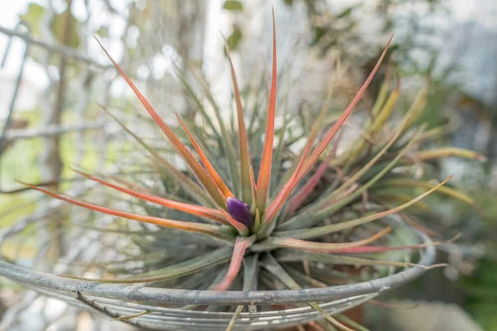 How Long Do Air Plants Live? Lifespan Explained Seeds N' Flowers