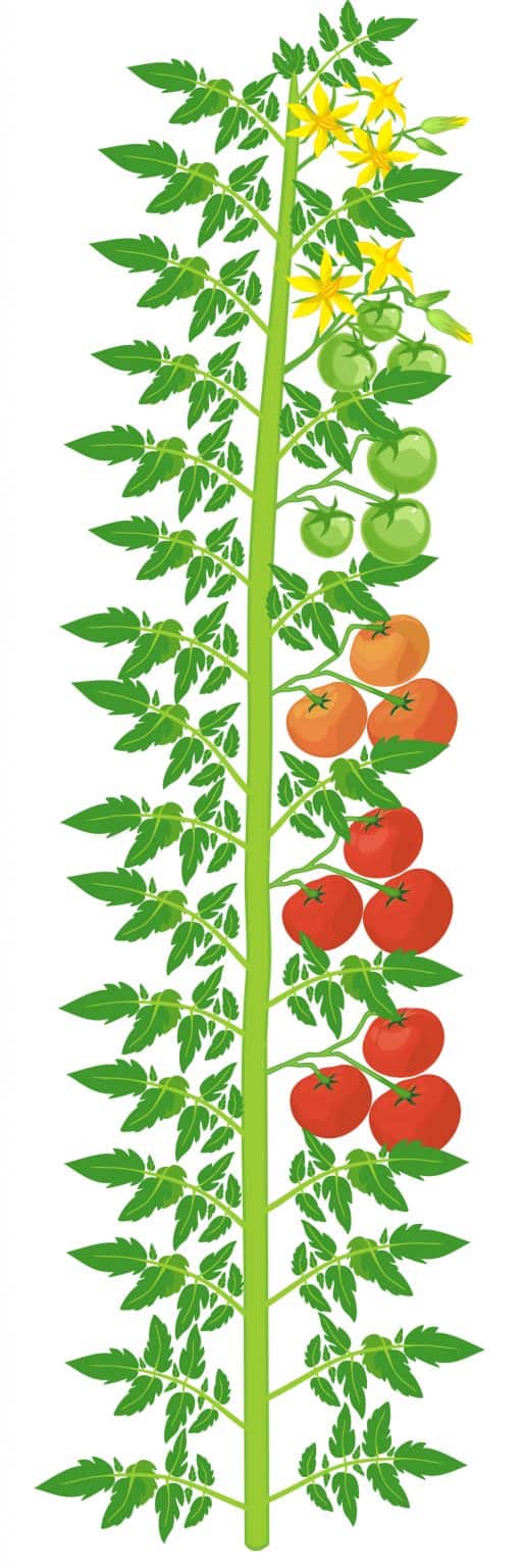 Indeterminate vs Determinate Tomatoes The Differences Explained