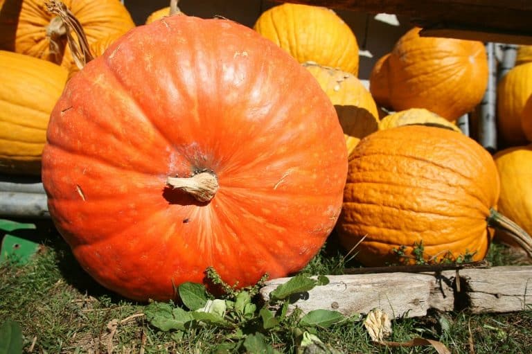 How Many Pumpkins are there Per Plant? Varieties Explained - Seeds N