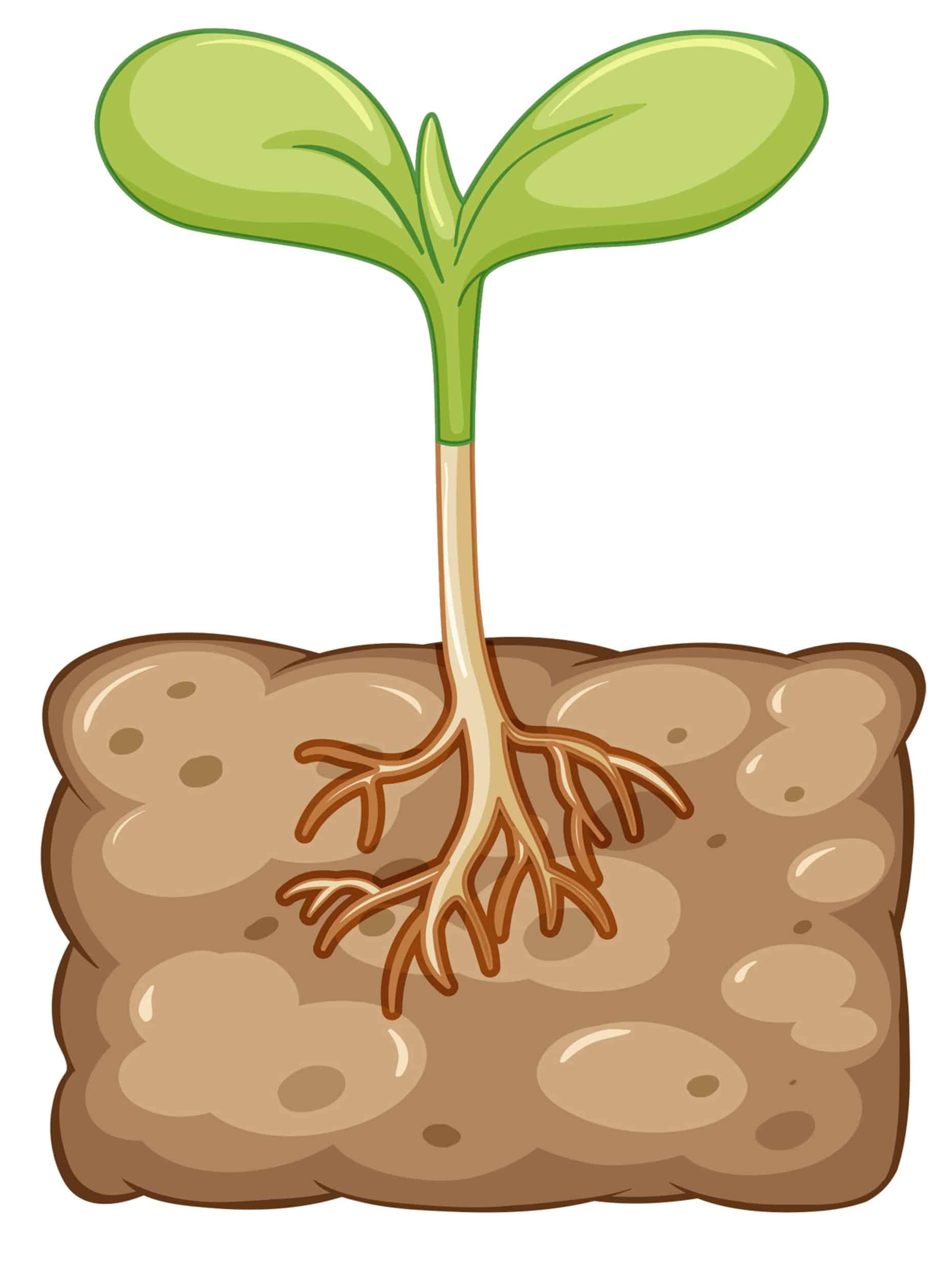 Sunflower Growth Stages Process Explained Seeds N' Flowers