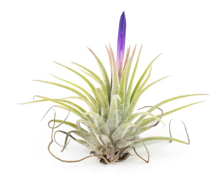 Air Plant Bloom Reproductive Process Explained Seeds N' Flowers