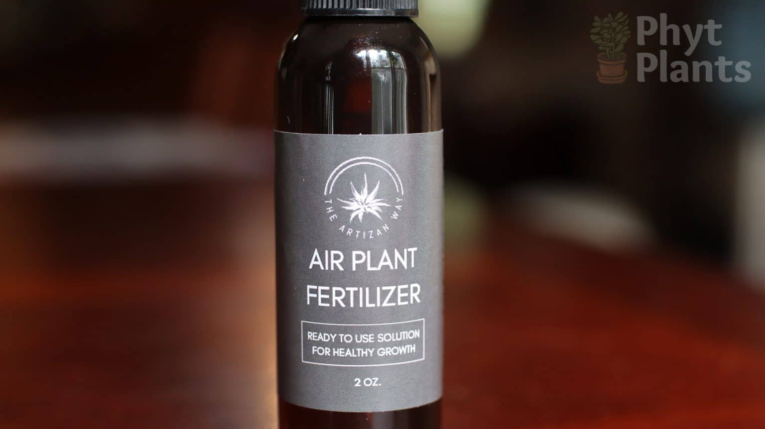 Why is My Air Plant Turning Brown? Reasons Explained Seeds N' Flowers