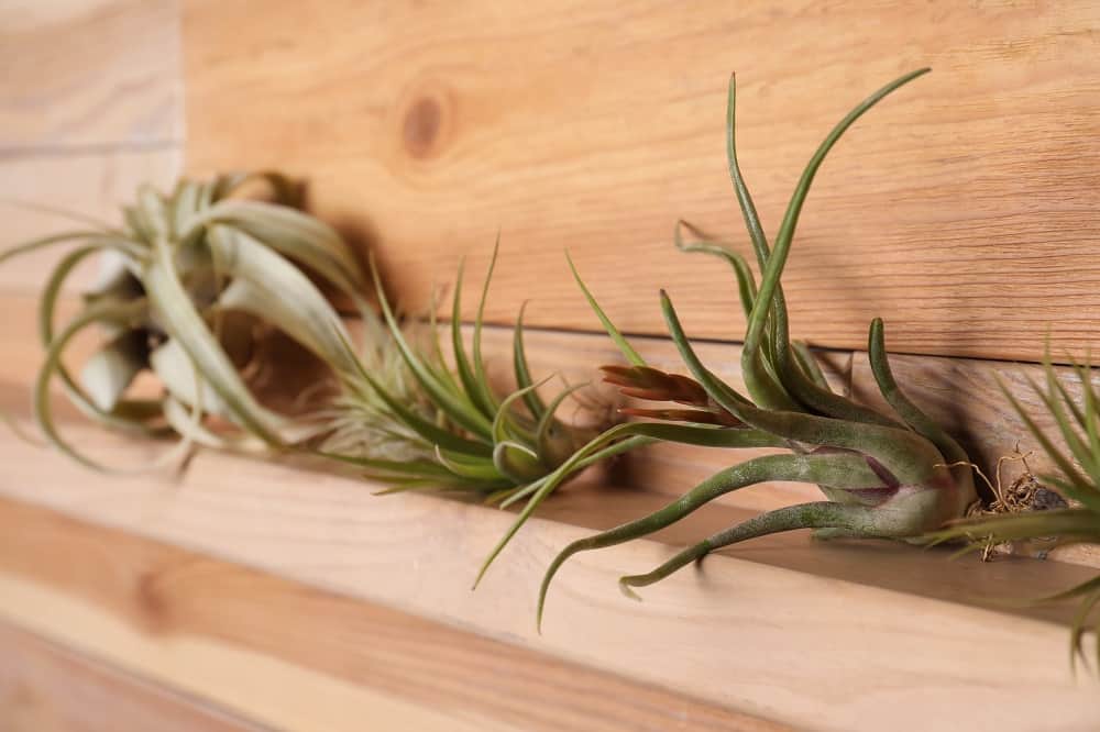 Air Plants for Beginners Species, Care Requirements, and More Seeds