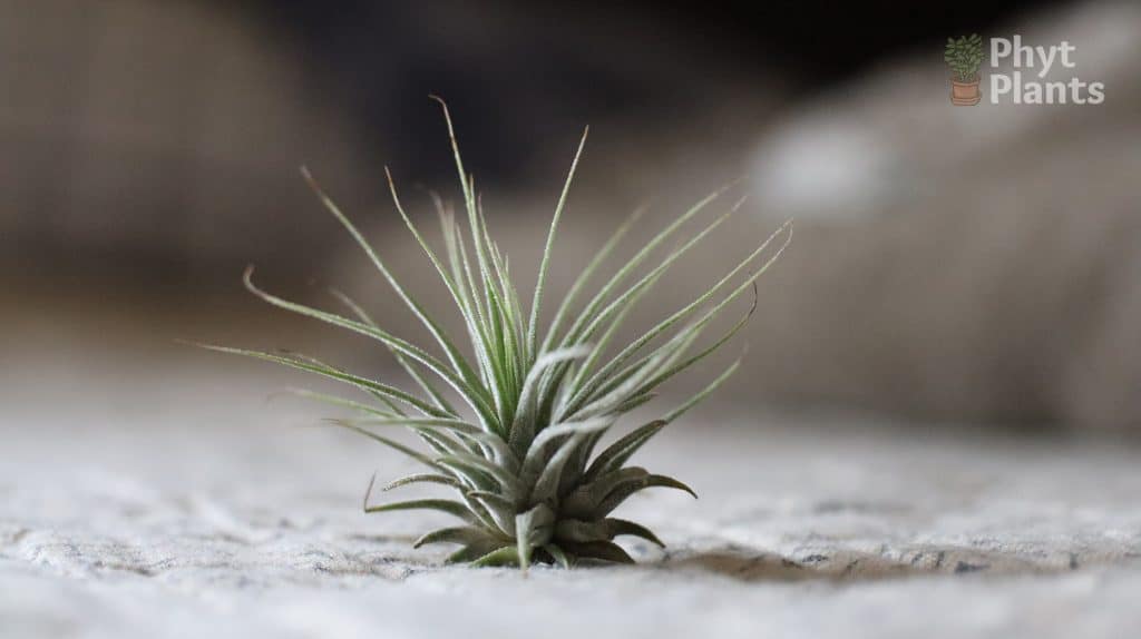 Why is My Air Plant Turning Brown? Reasons Explained Seeds N' Flowers