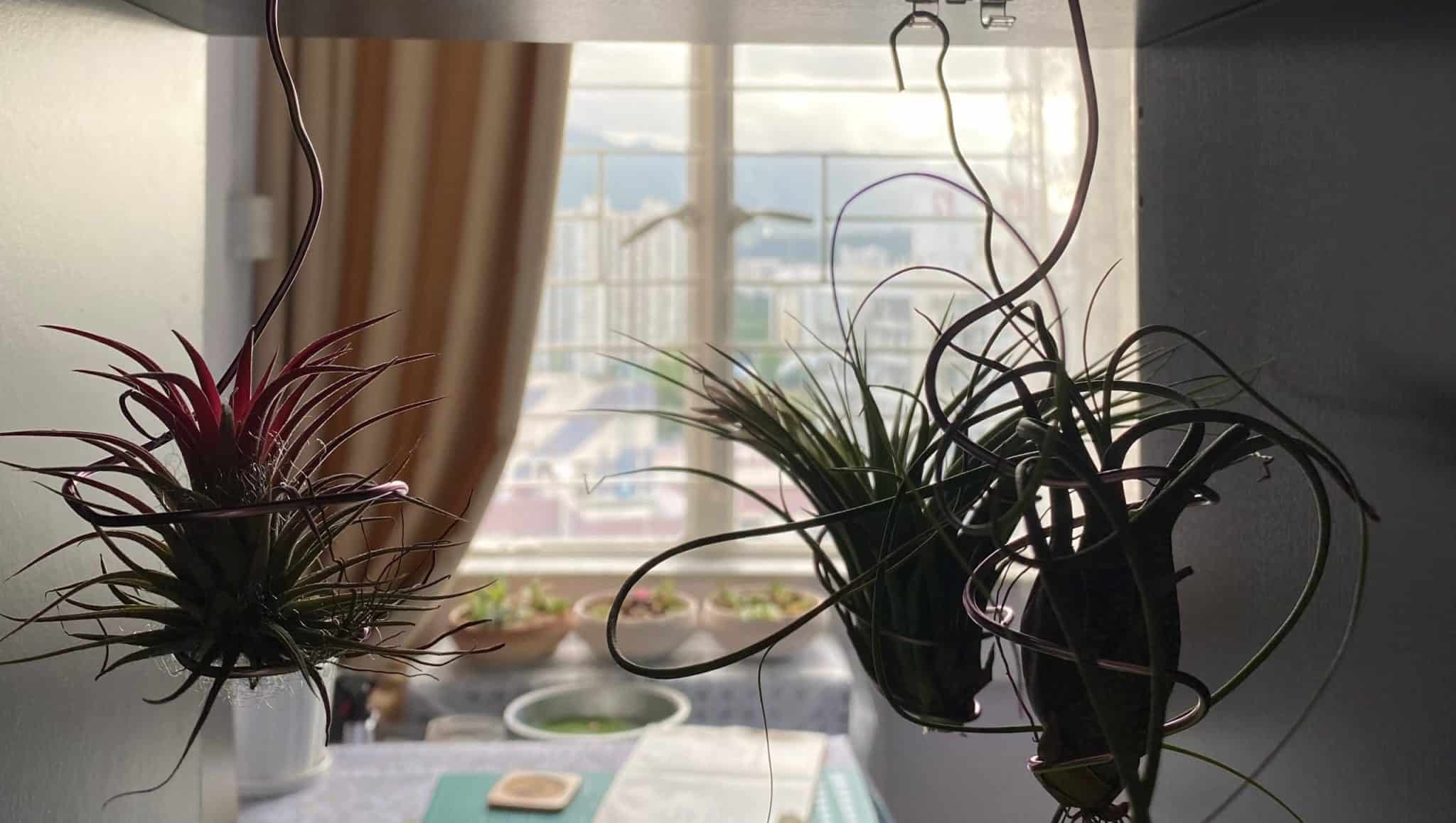 Do Air Plants Need Light? Requirements Explained Seeds N' Flowers