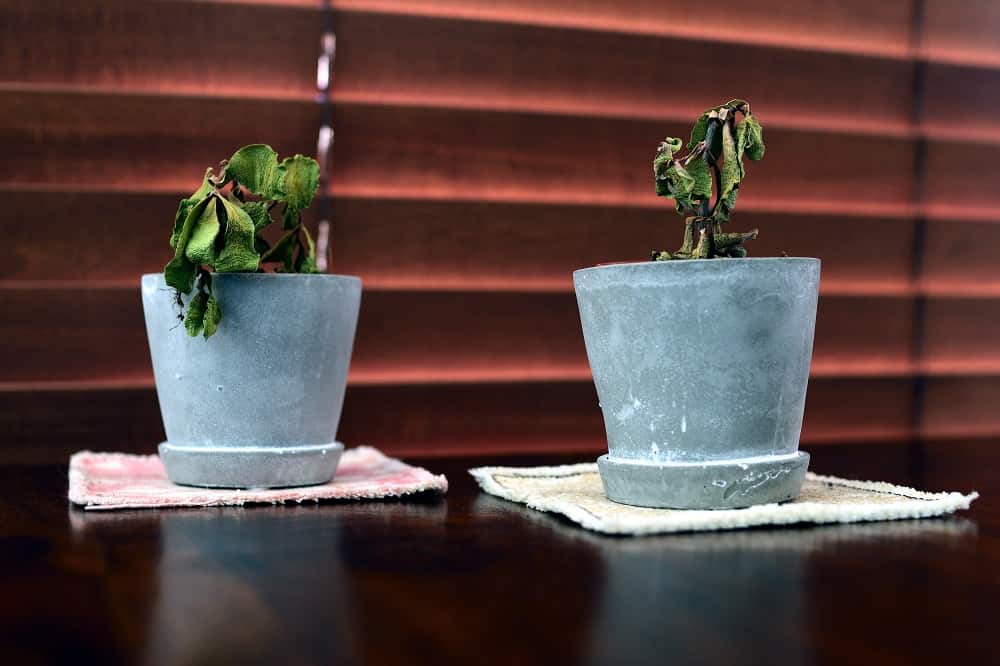 Succulent Leaves Curling Down Reasons Explained Seeds N' Flowers