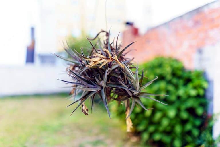 Can Air Plants Live Outside? Environment Explained Seeds N' Flowers