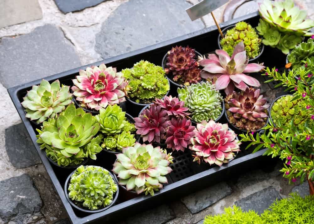 How Long do Succulents Live Lifespan Explained Seeds N' Flowers