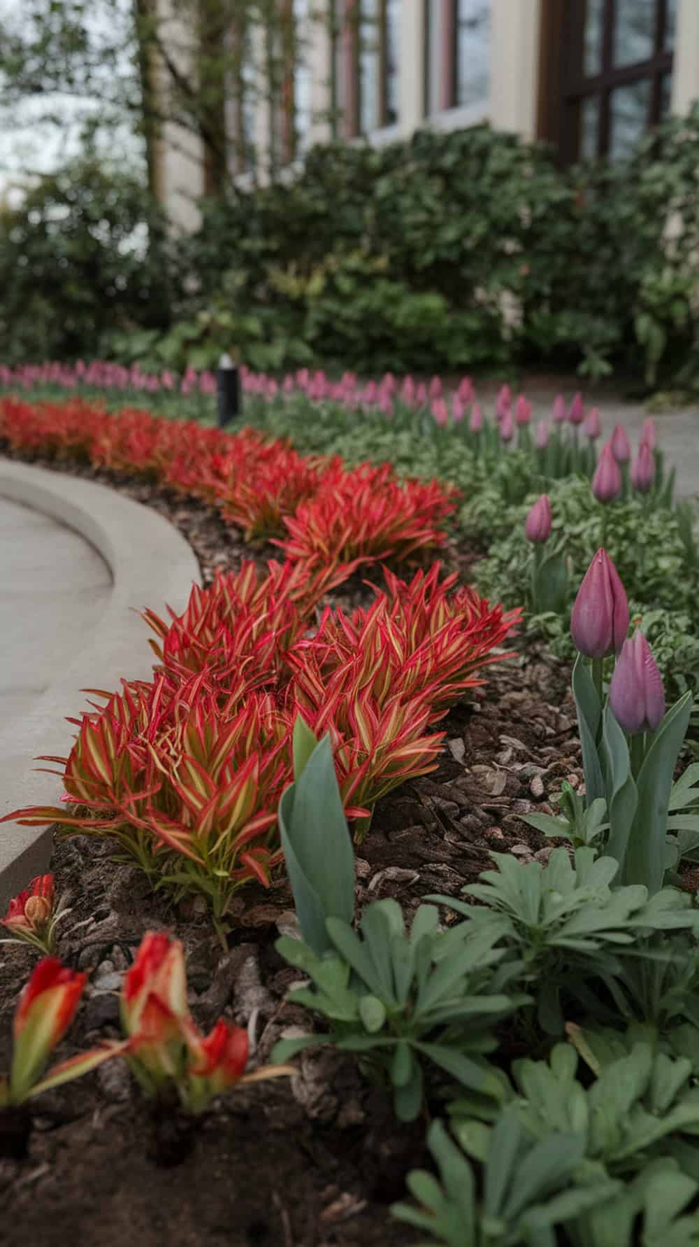 A seasonal flower bed featuring vibrant red plants and purple tulips in front of a house.