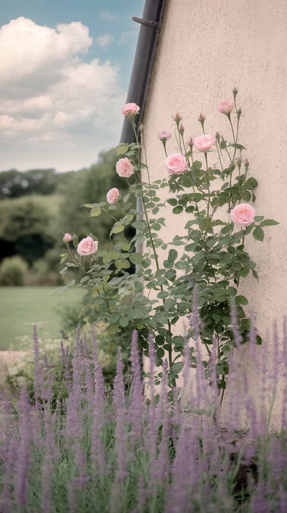 A beautiful display of pink roses and lavender flowers in front of a cottage wall.