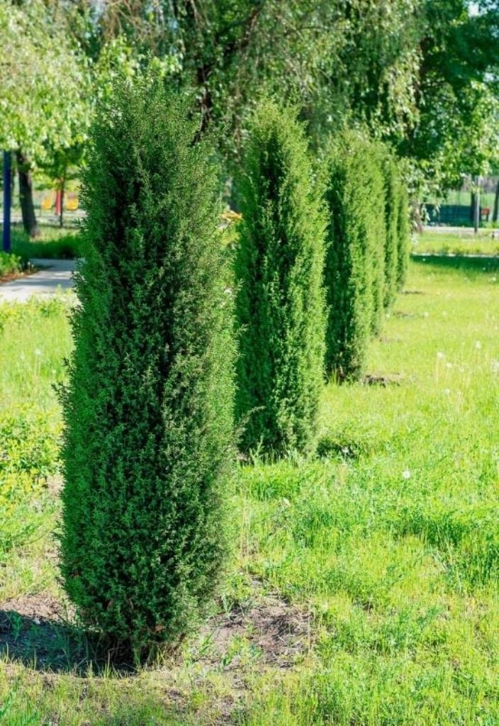 Tall Evergreen Pillars Create a Formal Garden Line