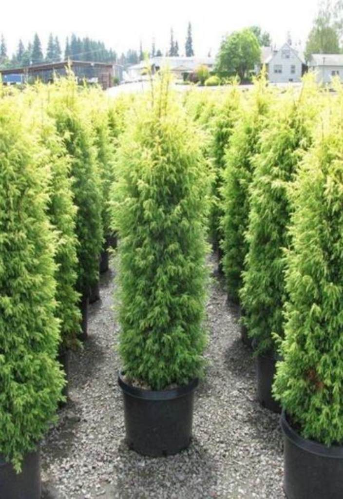 Tall Green Arborvitae in Black Pots Create a Clean Line