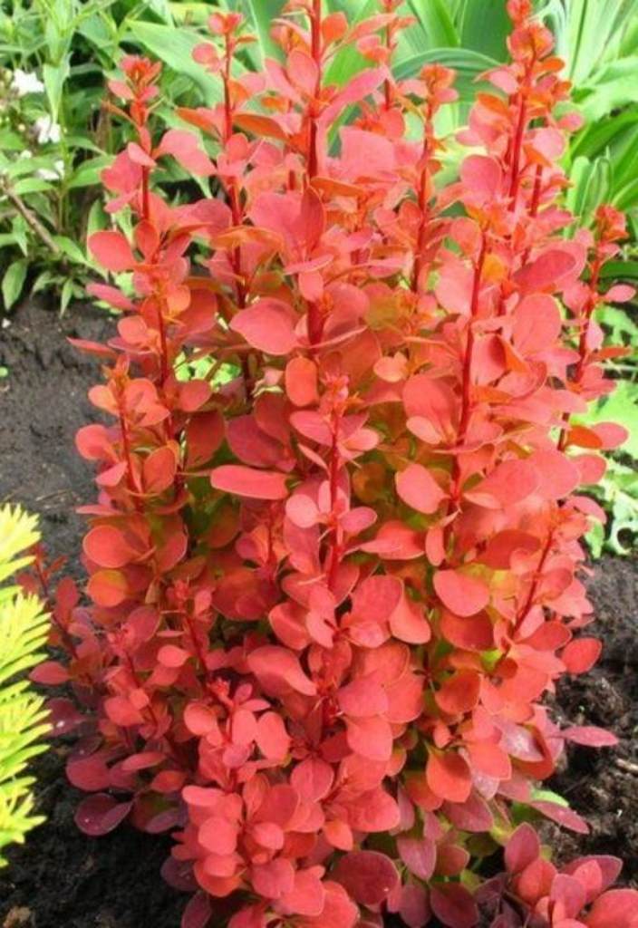 Upright Red Barberry Adds Striking Color to Narrow Garden Beds