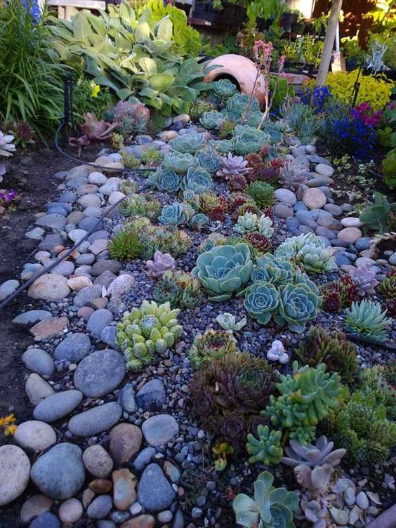Plant Succulent Groundcover Among Smooth River Stones