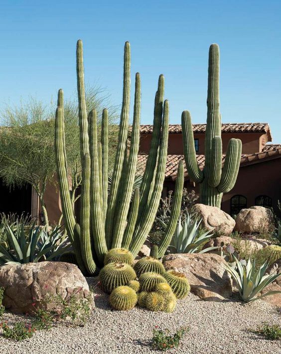 Golden Barrels Add Round Contrast to Tall Cacti