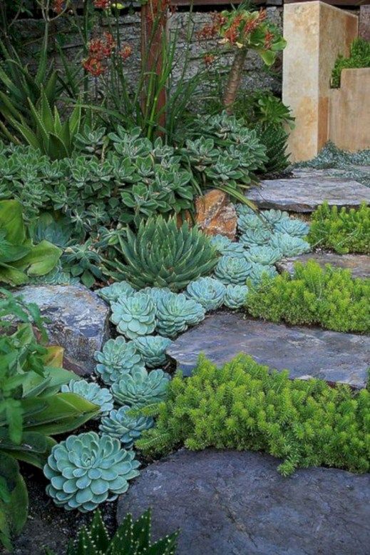Layered Succulents Soften Stone Pathways