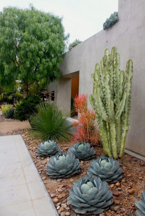 Group Agaves for a Sculptural Ground Cover