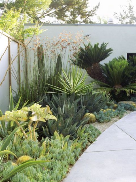 Low-Growing Succulents Soften Modern Pathways