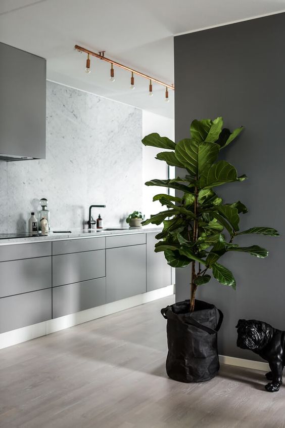 Introduce a Fiddle Leaf Fig for a Natural Contrast