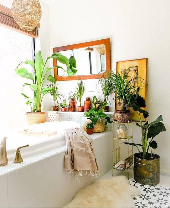 Layered Shelf Display For Bathroom Plants and Decor