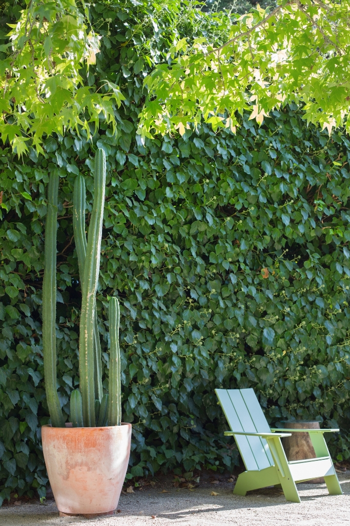 Terracotta Pot Showcases Tall Columnar Cacti