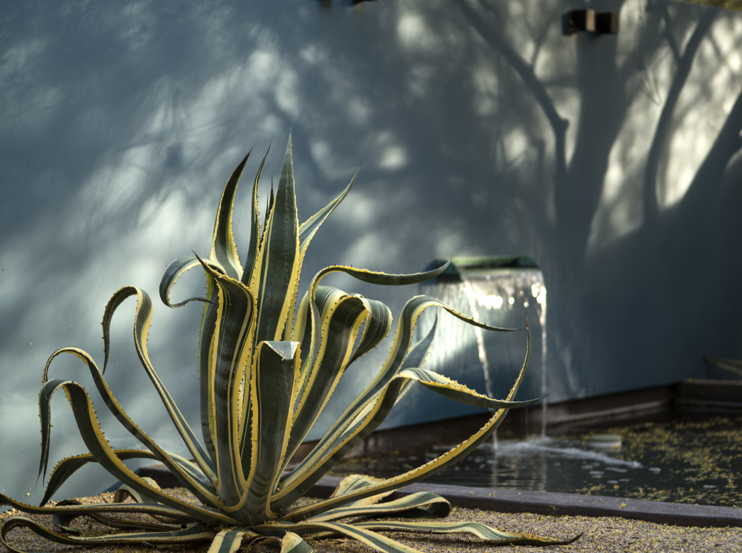 Agave Anchors a Water Feature with Architectural Form