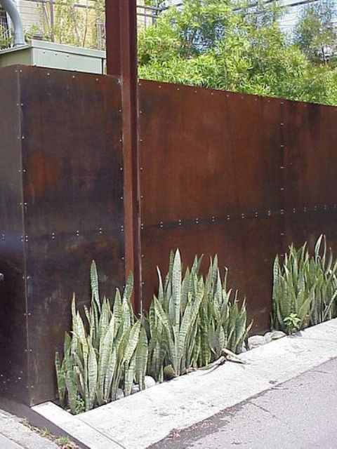 Soften Industrial Metal Fencing with Tall Snake Plants