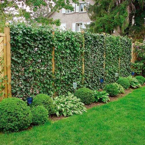 Train Ivy Up Trellis Panels for a Living Green Wall