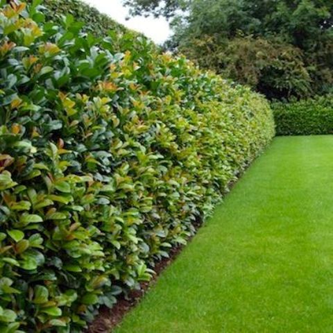 Dense Evergreen Hedge Creates a Natural Privacy Wall