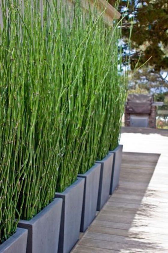 Tall Square Planters Create a Lush Green Wall