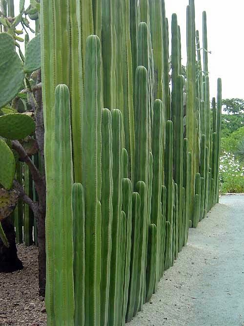 Columnar Cacti Create a Dramatic Living Privacy Wall
