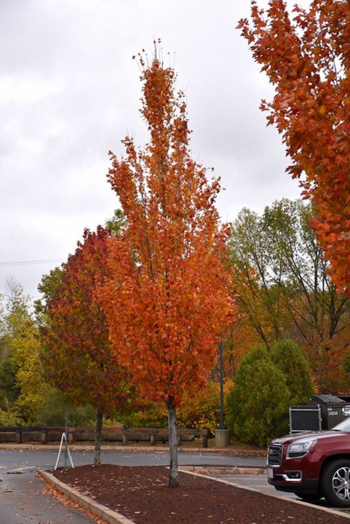 Upright Maple Trees Add Fiery Autumn Color to Narrow Strips