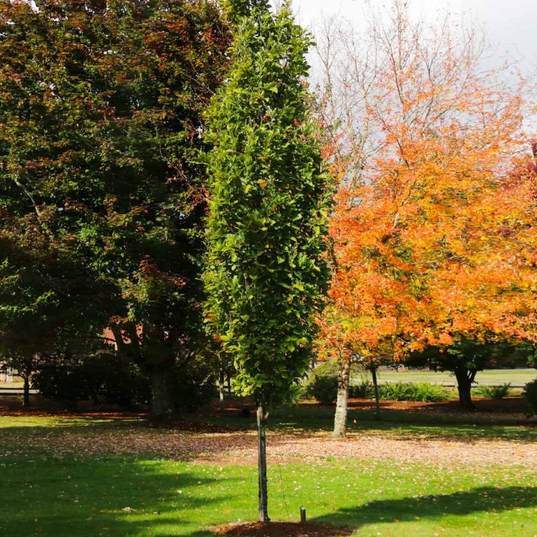 Tall Green Tree Offers Contrast to Autumn Foliage