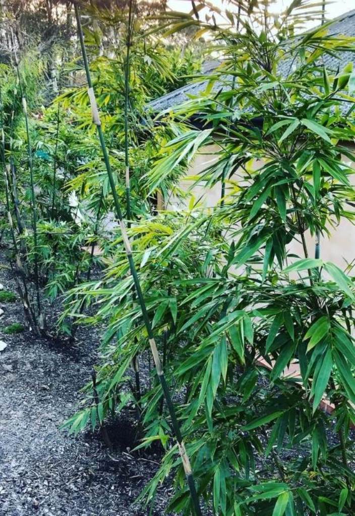 Tall Bamboo Creates a Natural, Verdant Screen