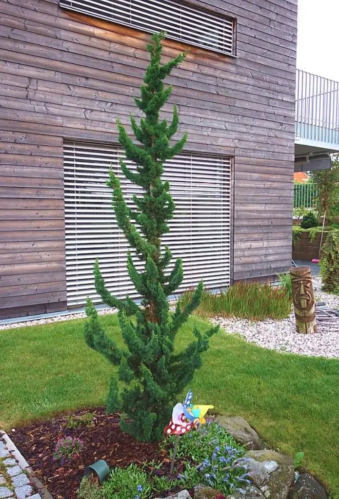 Tall Conifer Adds Vertical Interest to Narrow Garden Beds