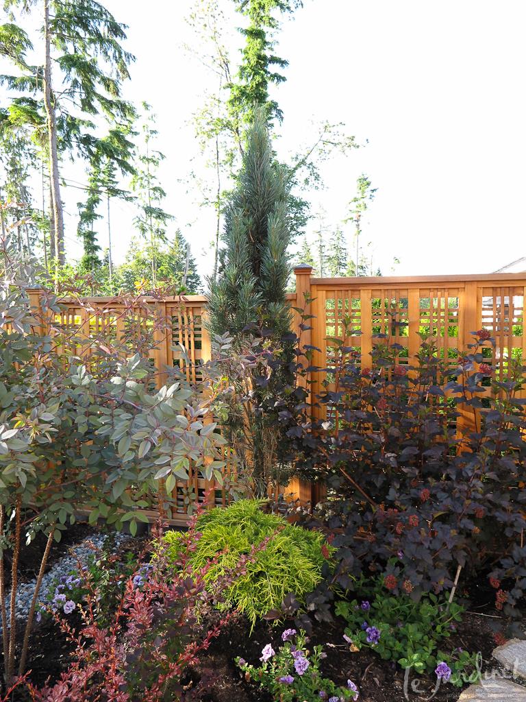 Tall, Narrow Juniper Creates a Striking Vertical Accent