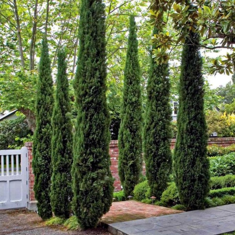 Tall Italian Cypress Trees Create a Formal Entrance