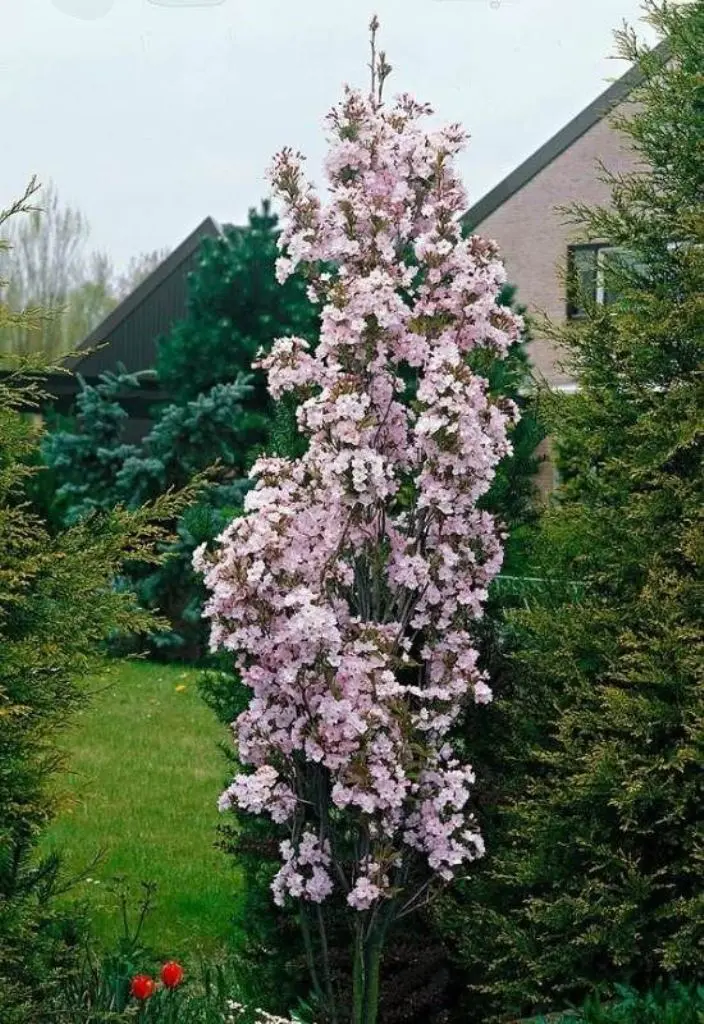 Columnar Pink Flowering Tree Adds Softness Between Evergreens