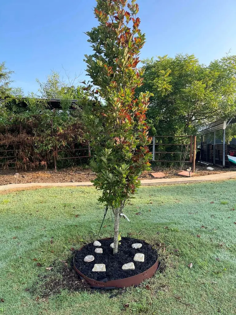 Metal Tree Ring with Decorative Stones Enhances Garden Beds