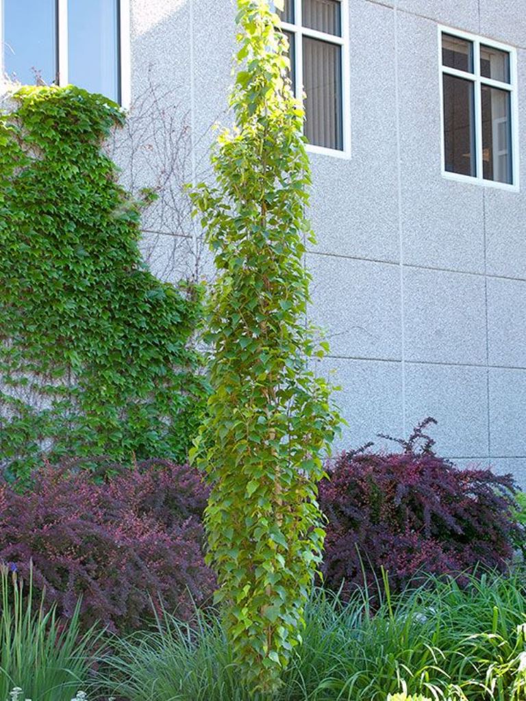 Columnar Tree Adds a Green Focal Point Against Textured Walls