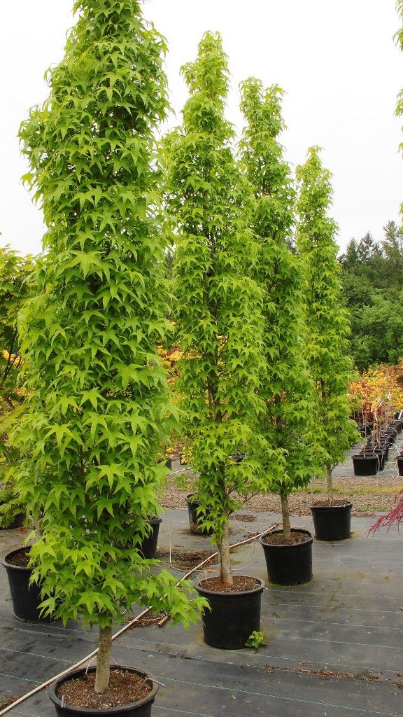 Tall, Narrow Trees in Black Pots Create Vertical Accents
