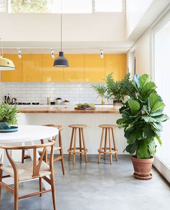 Tall Fiddle Leaf Fig Adds a Natural Focal Point