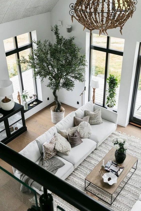 Bring Mediterranean Charm with a Large Olive Tree