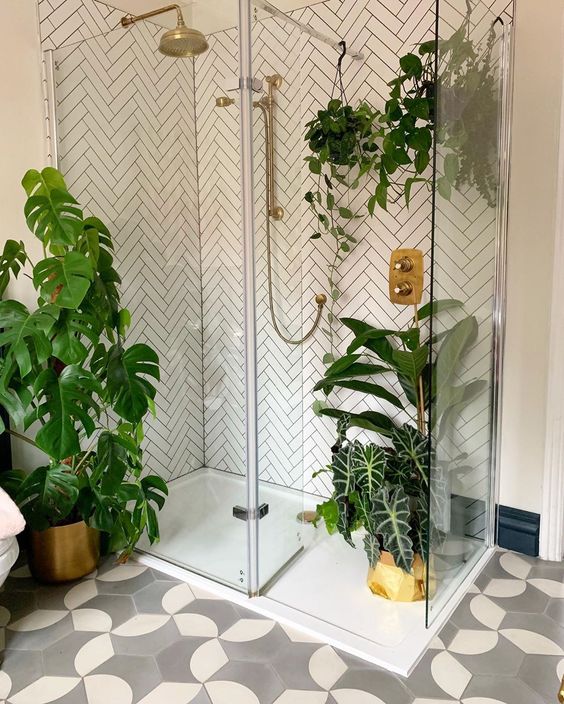 Glass Shower Enclosure for Indoor Plant Display