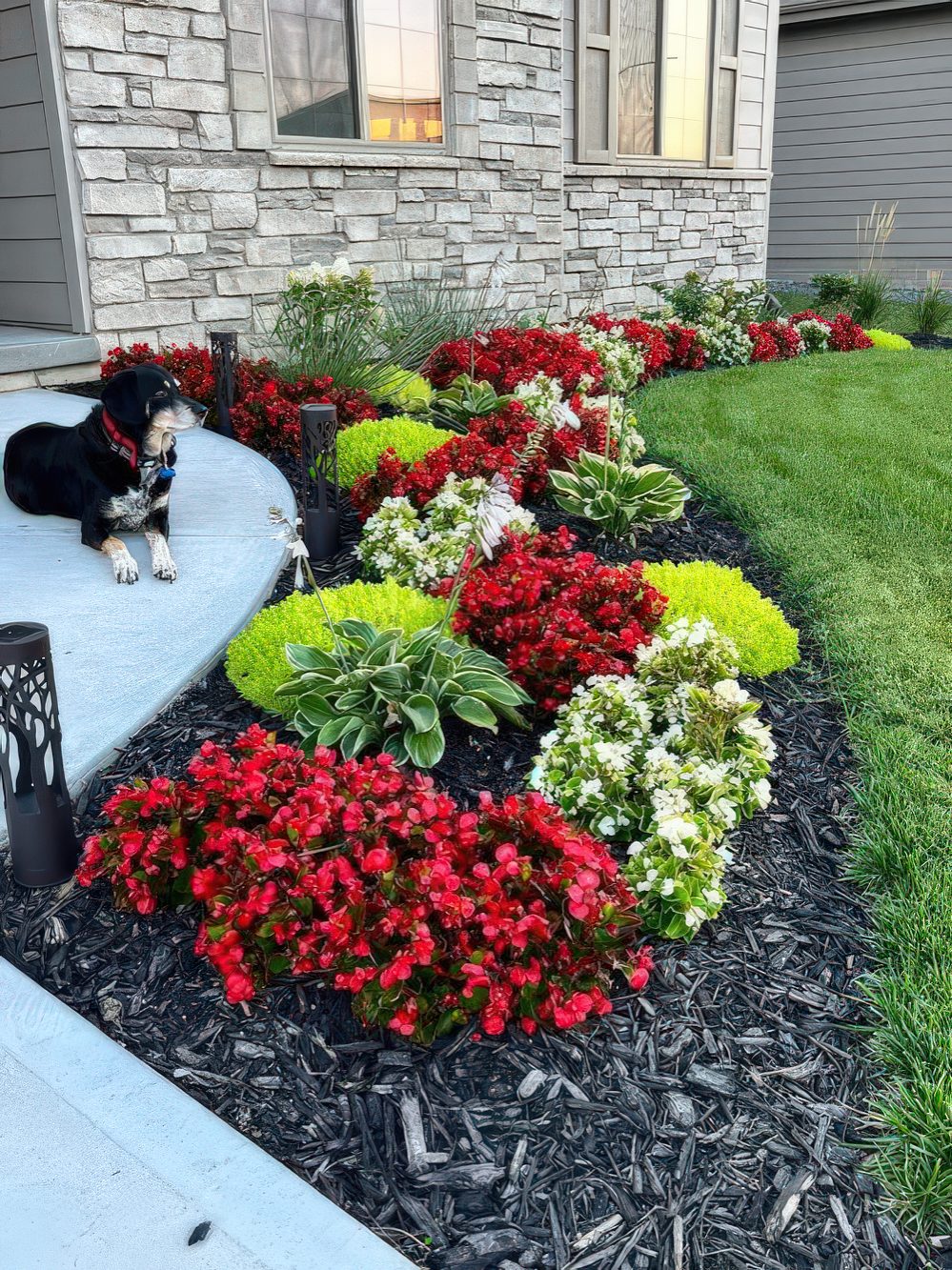 Bold Red and White Flowers Contrast with Bright Greenery