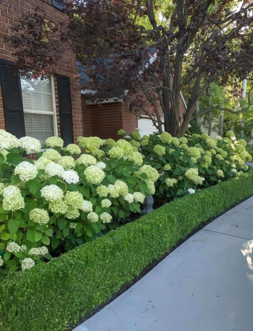 Boxwood Border Frames Hydrangea Blooms