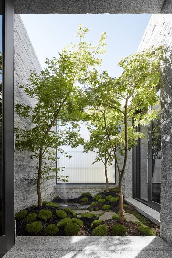 Courtyard Garden with Slender Trees and Mossy Ground Cover